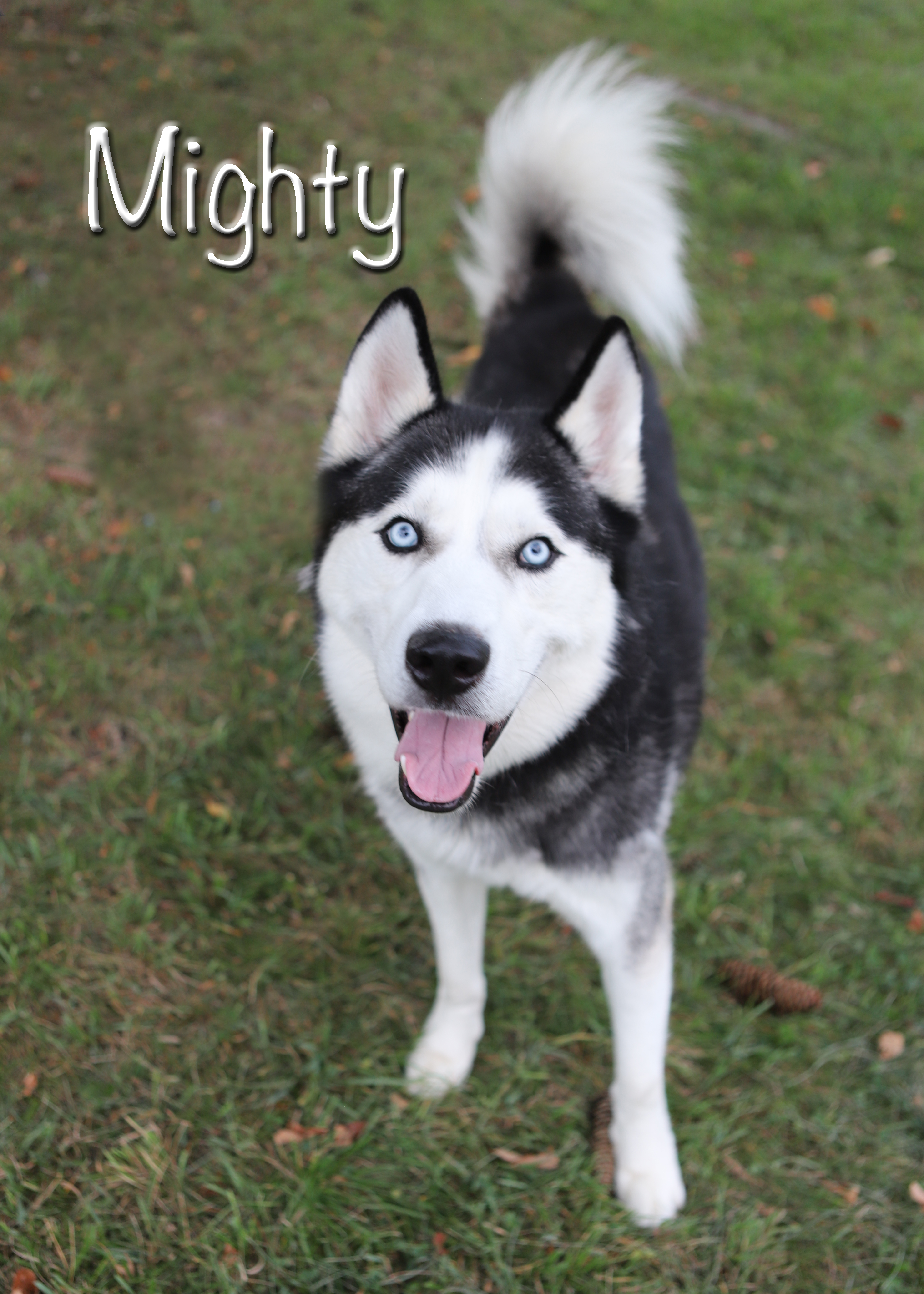 MIGHTY - Alaskan Husky / Mix available for adoption
