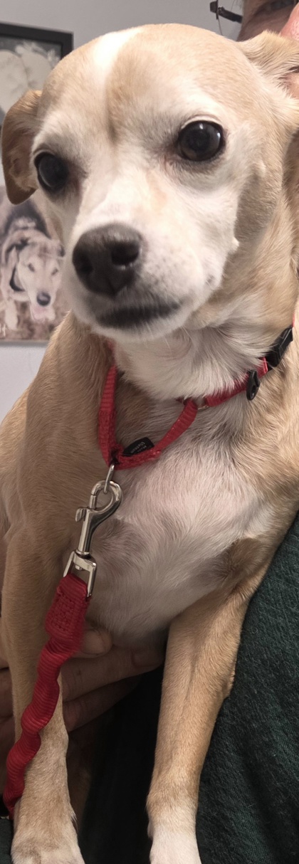 CHI CHI - Short Coat Chihuahua / Mix available for adoption