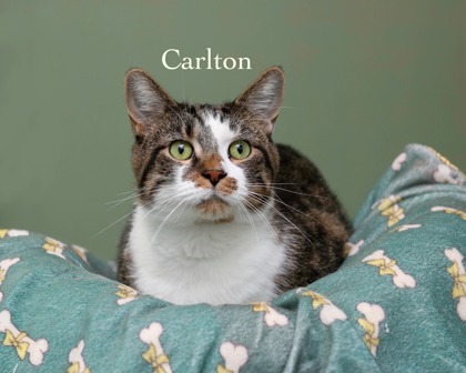 CARLTON - Domestic Shorthair / Mix available for adoption