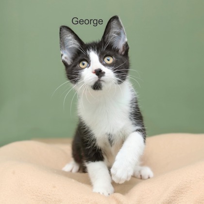 GEORGE - Domestic Shorthair / Mix available for adoption