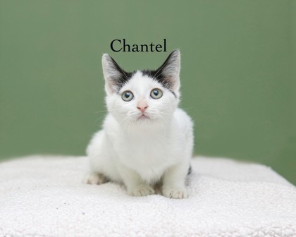 CHANTEL - Domestic Shorthair / Mix available for adoption