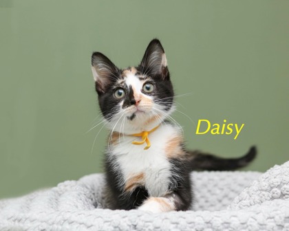 DAISY - Domestic Shorthair / Mix available for adoption