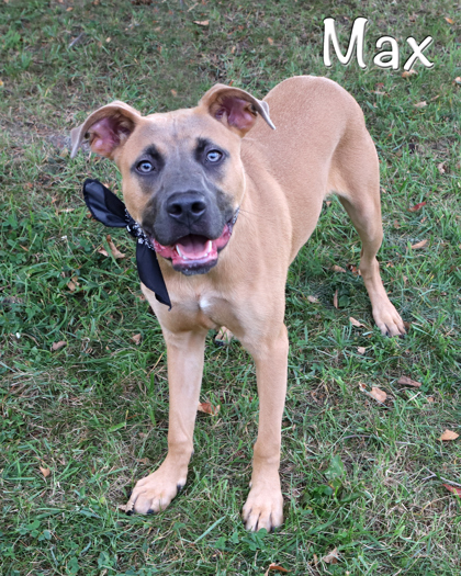 MAX - Belgian Malinois / Mix available for adoption