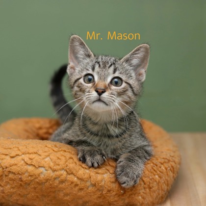 MR. MASON - Domestic Medium Hair / Mix available for adoption