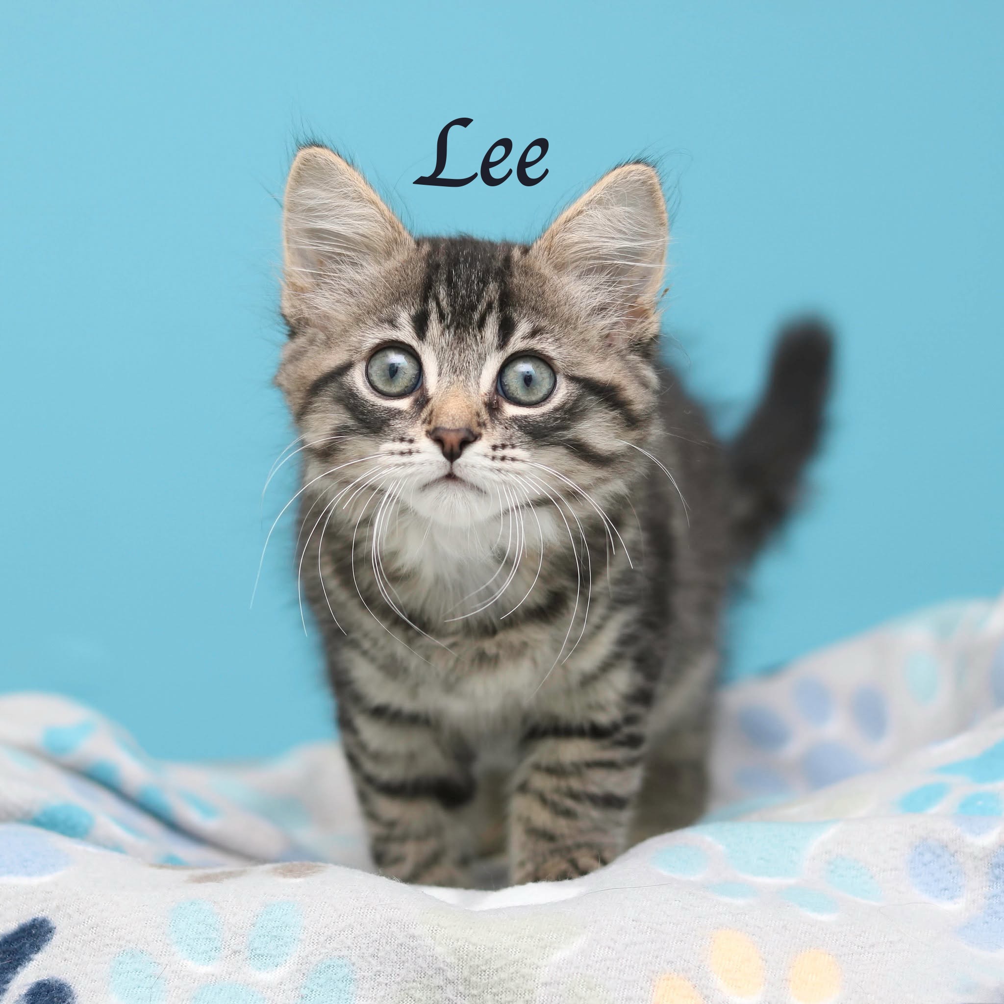 LEE - Domestic Medium Hair / Mix for adoption in Cleveland