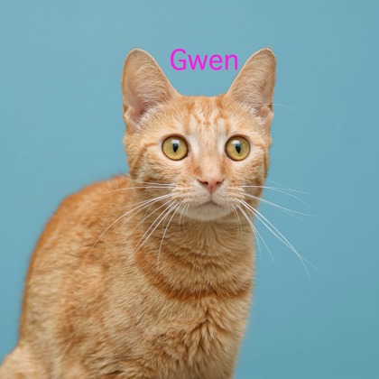 GWEN - Domestic Shorthair / Mix available for adoption