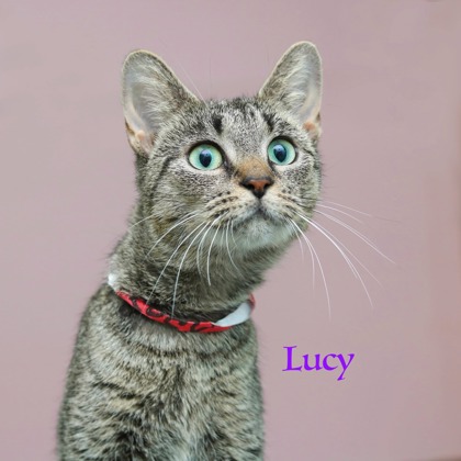 LUCY - Domestic Shorthair / Mix available for adoption