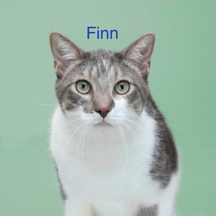 DREW AKA FINN - Domestic Shorthair / Mix available for adoption
