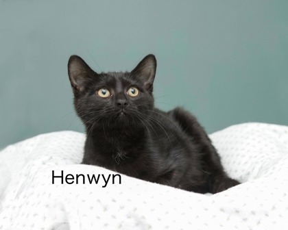 HENWYN - Domestic Shorthair / Mix available for adoption