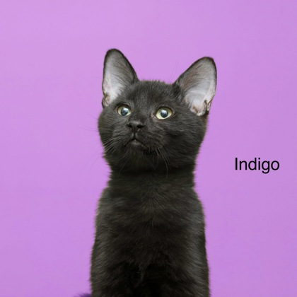 INDIGO - Domestic Shorthair / Mix available for adoption