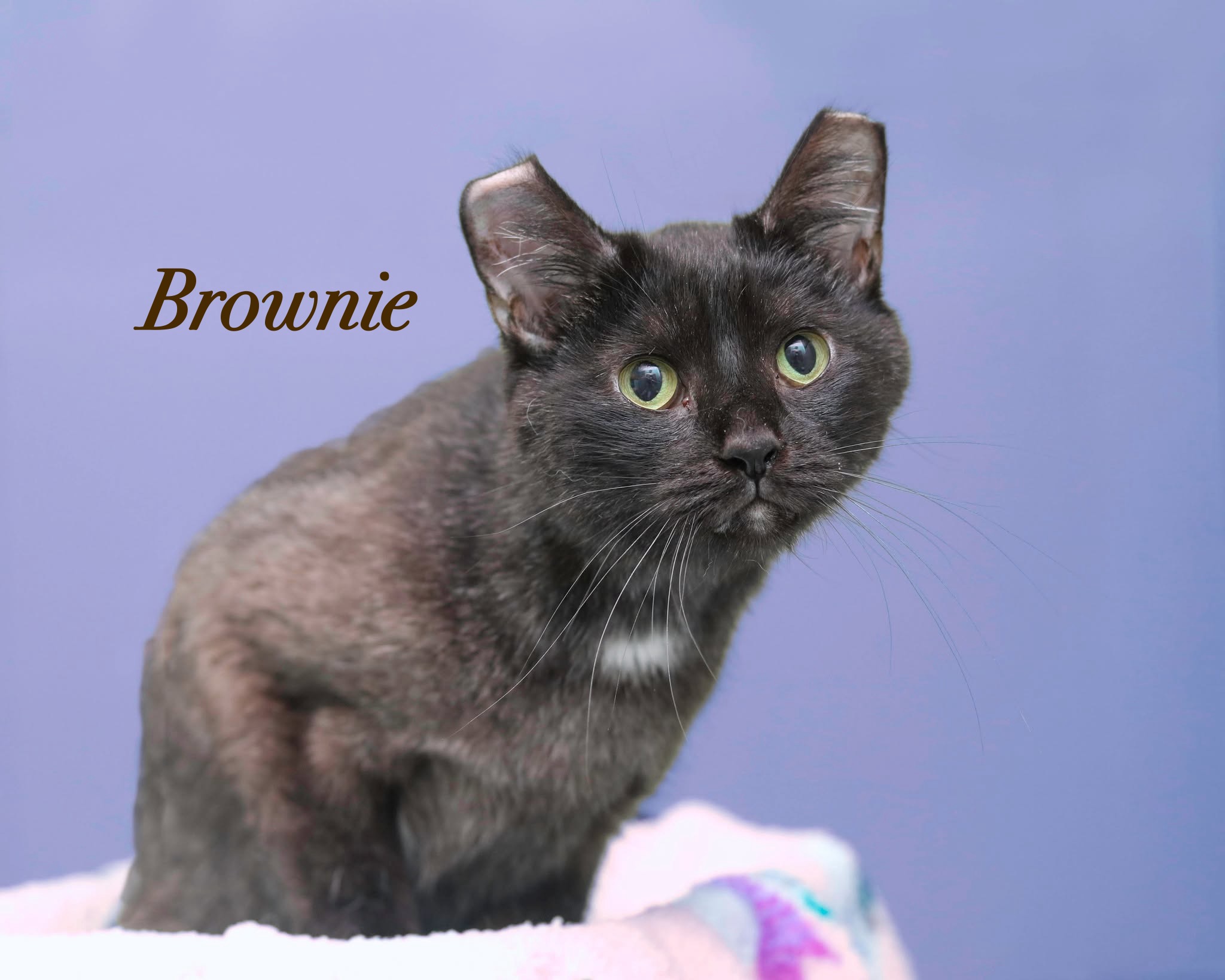 BROWNIE - Domestic Medium Hair / Mix available for adoption