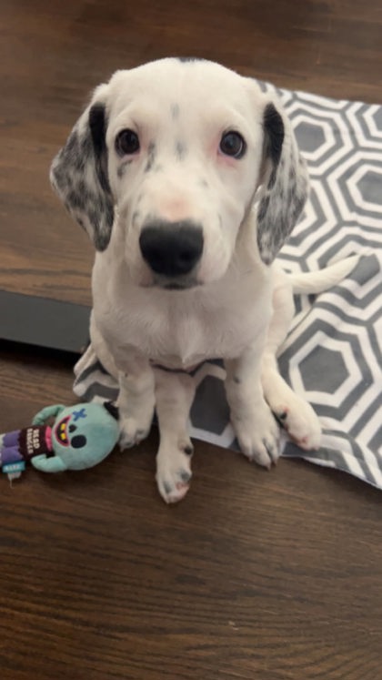 DOLLY - German Shorthaired Pointer / Mix available for adoption