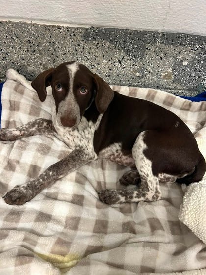 HONEY BEAR - German Shorthaired Pointer / Mix available for adoption