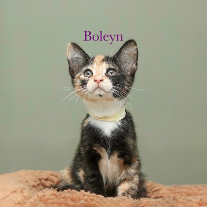 BOLEYN - Domestic Shorthair / Mix available for adoption