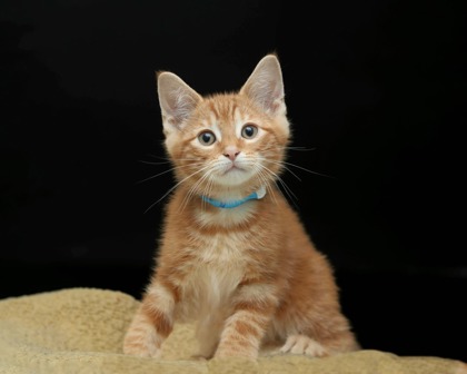 BISCOTTI - Domestic Medium Hair / Mix available for adoption