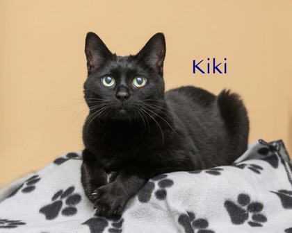 KIKI - Domestic Shorthair / Mix available for adoption