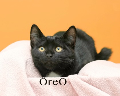 OREO - Domestic Shorthair / Mix for adoption in Cleveland