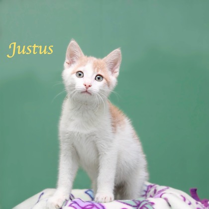 JUSTUS - Domestic Shorthair / Mix available for adoption