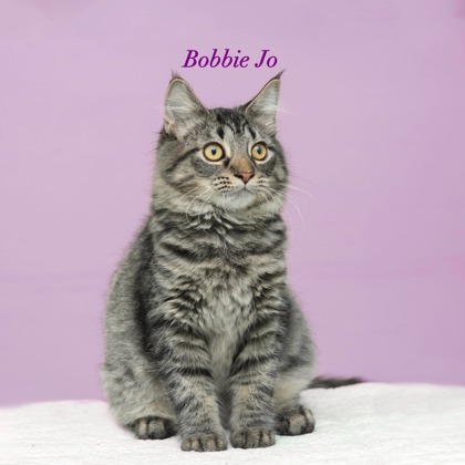 BOBBIE JO - Domestic Longhair / Mix available for adoption