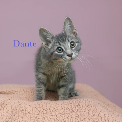 DANTE - Domestic Medium Hair / Mix available for adoption