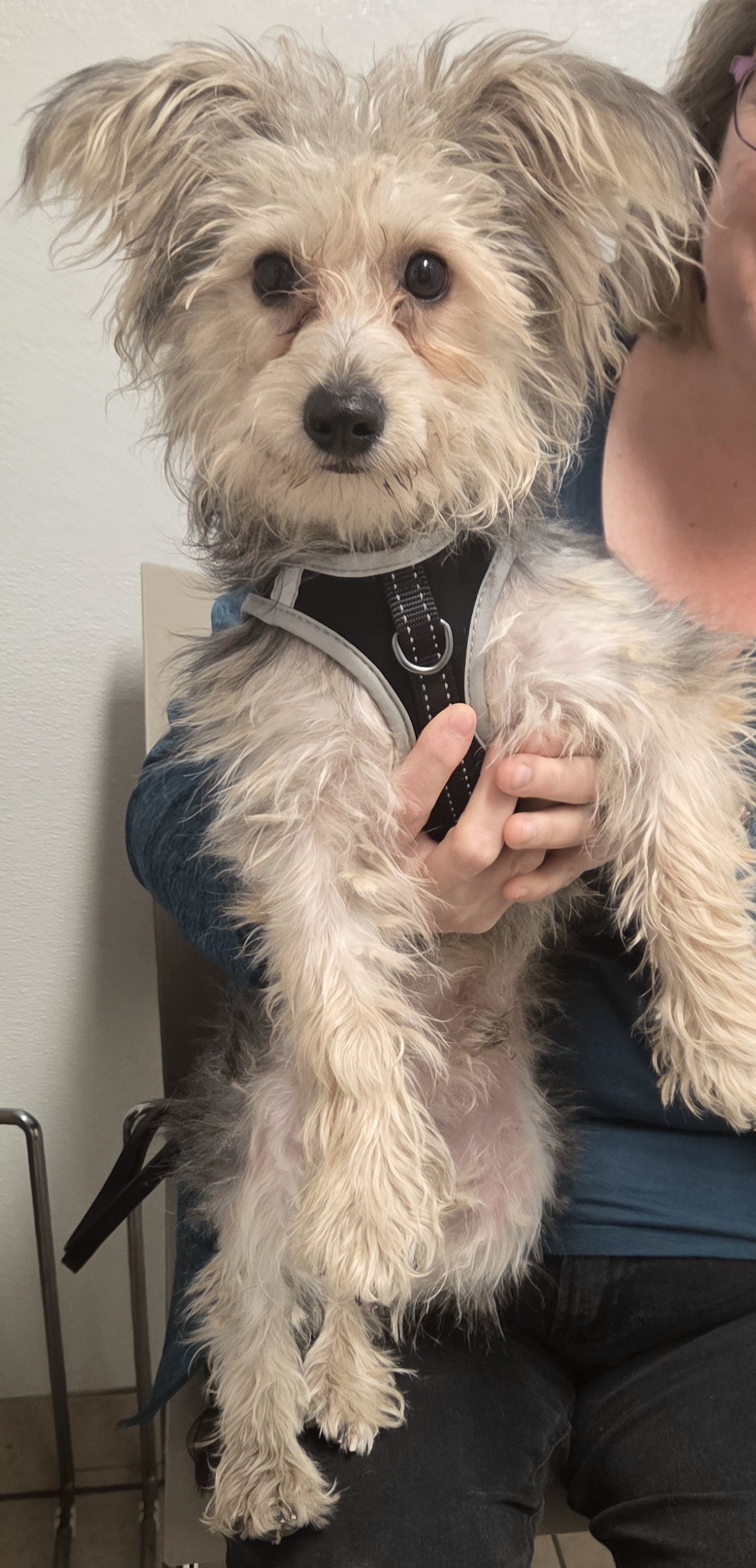 MIKEY - Bichon Frise / Yorkshire Terrier available for adoption