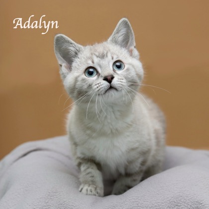 ADALYN - Siamese / Mix available for adoption