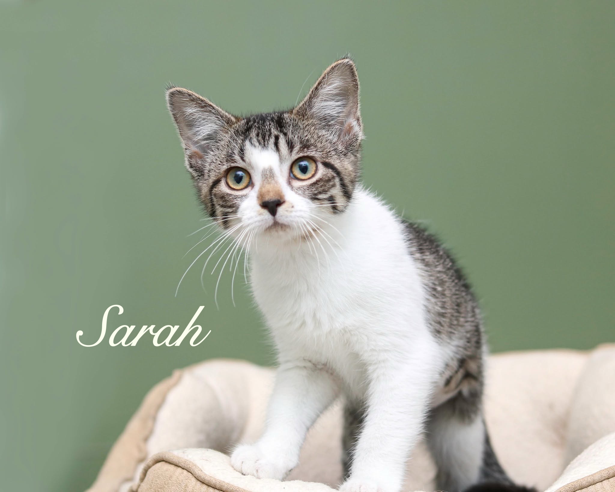 SARAH - Domestic Shorthair / Mix for adoption in Cleveland