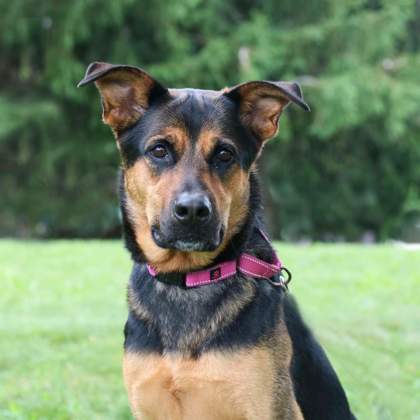 CHLOE - German Shepherd / Doberman Pinscher available for adoption