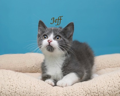JEFF - Domestic Medium Hair / Mix available for adoption