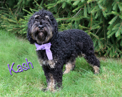 KASH - American Cocker Spaniel / Miniature Poodle available for adoption