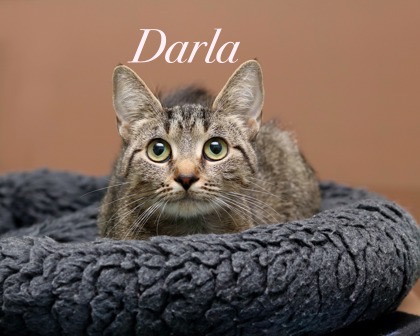 DARLA - Domestic Shorthair / Mix for adoption in Cleveland