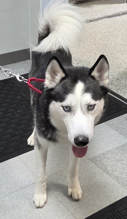 MIGHTY - Alaskan Husky / Mix for adoption in Cleveland