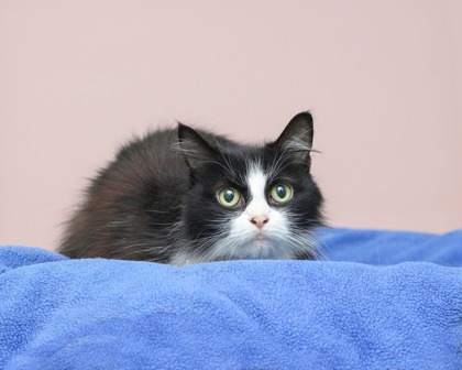 MOLLYMAE - Domestic Shorthair / Mix available for adoption