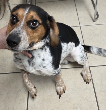 BEAU - Beagle / Mix available for adoption