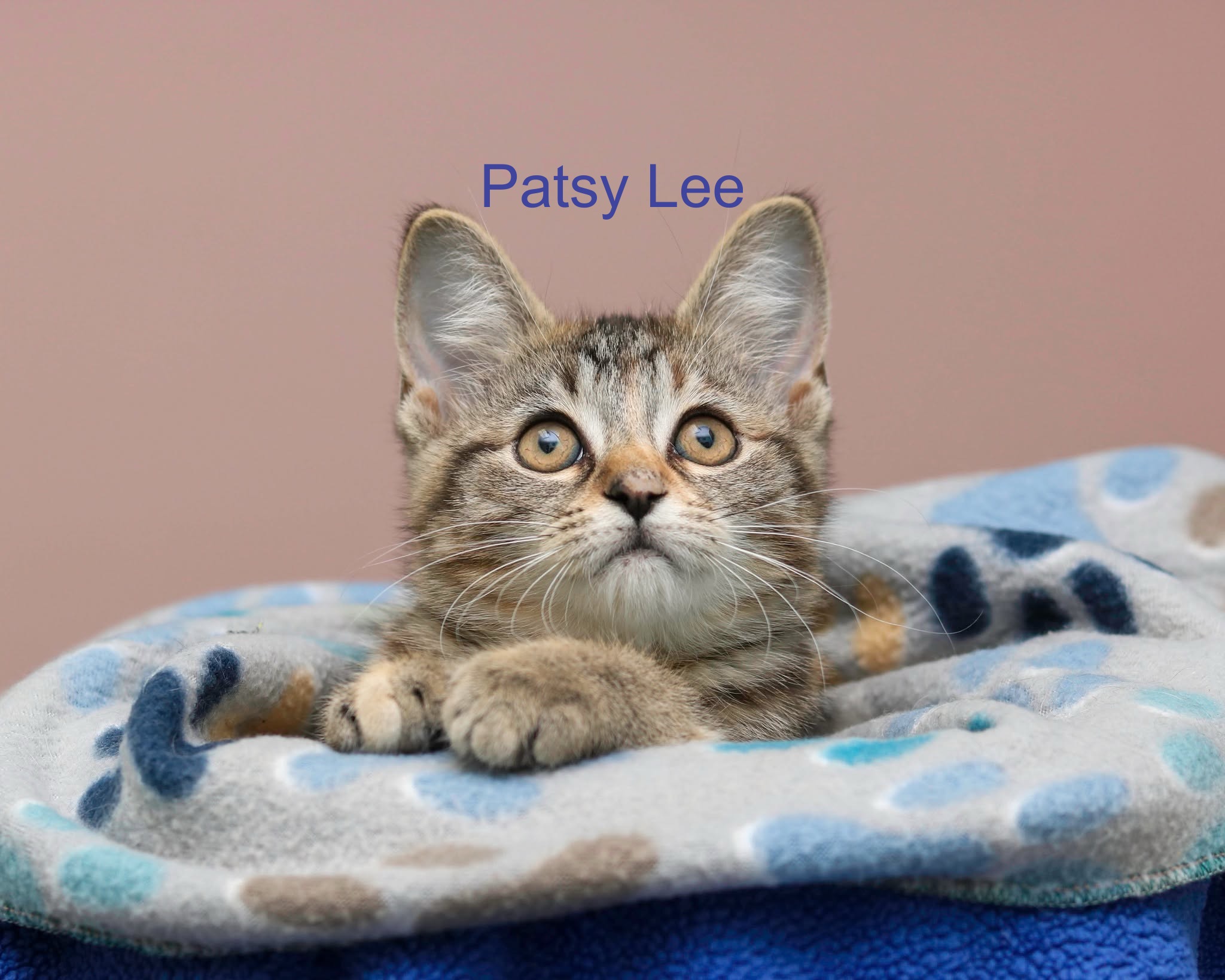 PATSY LEE - Domestic Medium Hair / Mix available for adoption