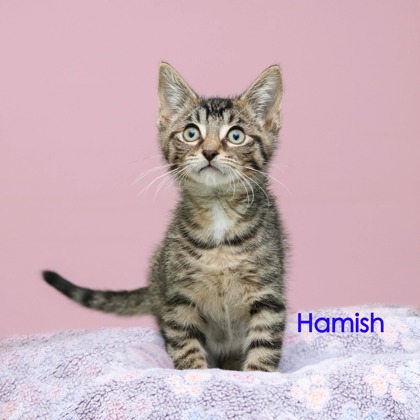 HAMISH - Domestic Shorthair / Mix available for adoption