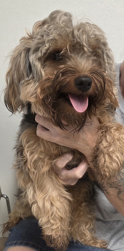 DASH - Yorkshire Terrier / Mix available for adoption