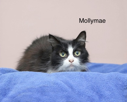 MOLLYMAE - Domestic Shorthair / Mix available for adoption