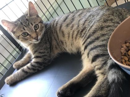 Southeast Volusia Humane Society