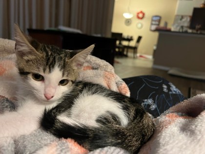 Southeast Volusia Humane Society