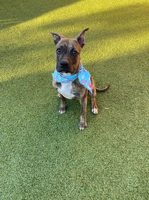 Available Dogs | Hutchinson Animal Shelter, KS Available Dogs | Hutchinson Animal Shelter, KS