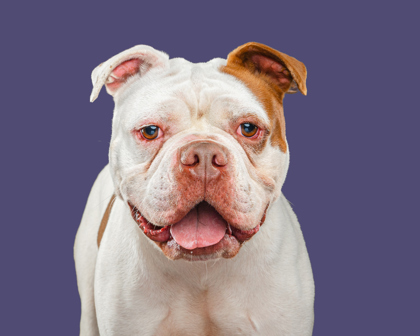 Image_60191917
