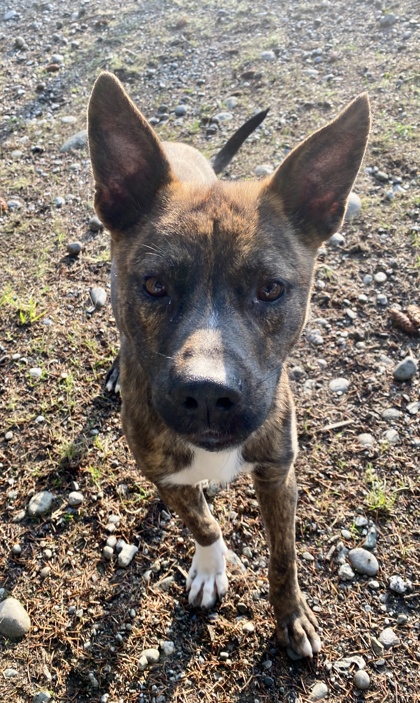 Bark in the Park - Humane Society of Skagit Valley (HSSV)