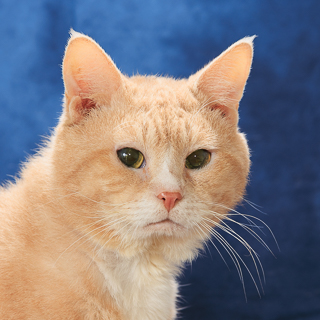 FALKON - Domestic Shorthair / Mix available for adoption