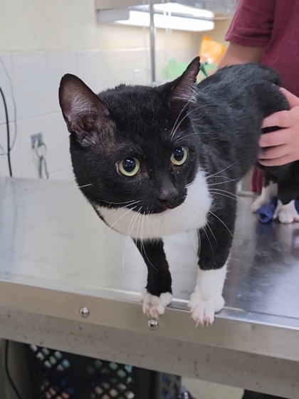 CAULDRON - Domestic Shorthair / Mix available for adoption