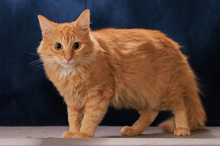 APPLE CIDER VINEGAR - Domestic Medium Hair / Mix available for adoption