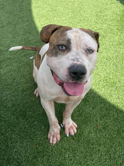 TWEEDLE DEE - American Pit Bull Terrier / Mix available for adoption