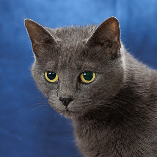 LUMINOSITY - Domestic Shorthair / Mix available for adoption