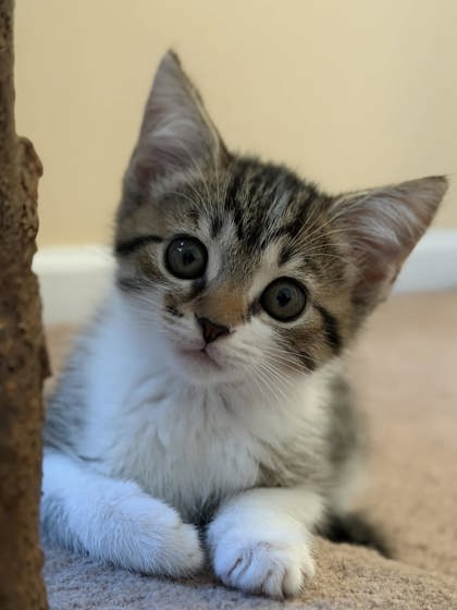 FEETS - Domestic Shorthair / Mix available for adoption
