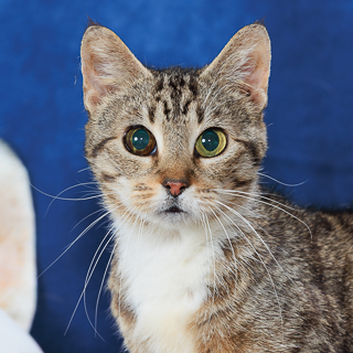 LARAI - Domestic Shorthair / Mix available for adoption